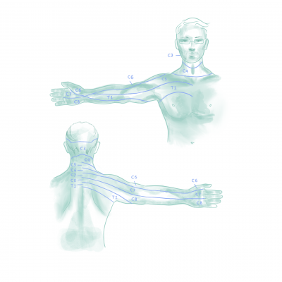 HWS Dermatome